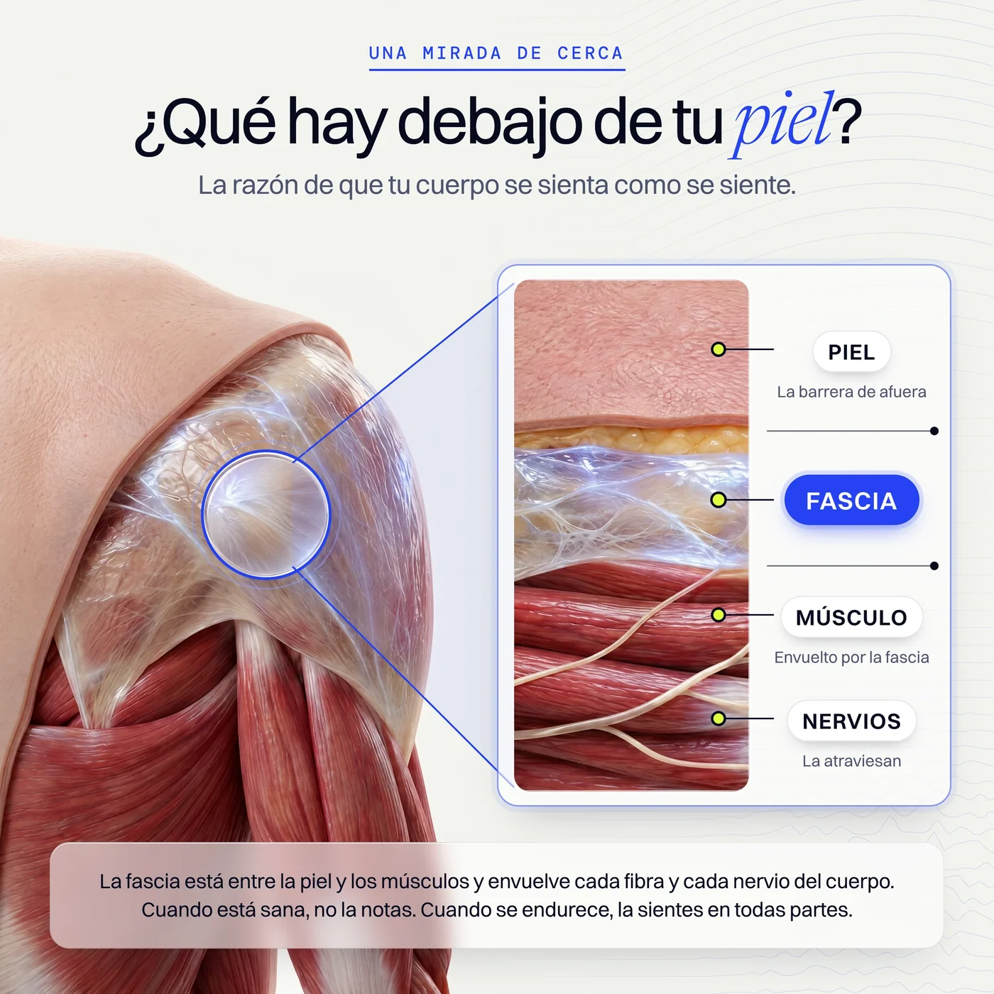 Ilustración de la fascia entre la piel y el músculo